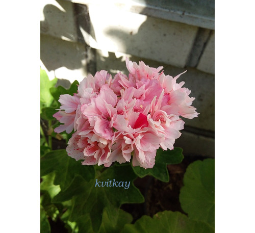 Пеларгонія зірчаста Godshill  (Stellar Pelargonium Godshill) 